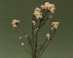 Tapeta Nature Flowers 281.jpg